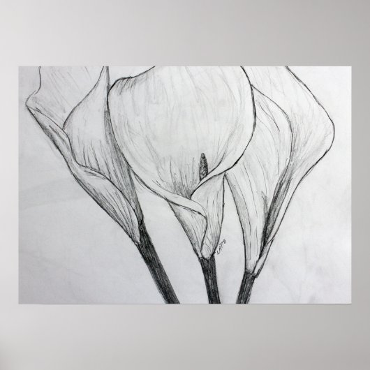 Poster Calla Lilies crayon croquis dessin art (Devant)
