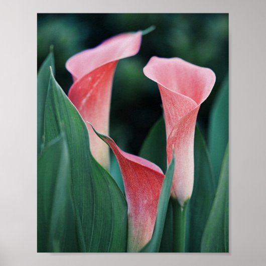 Poster Calla Lilies Fleurs Roses (Devant)