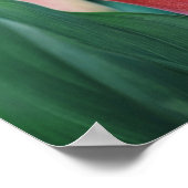Poster Calla Lilies Fleurs Roses (Coin)