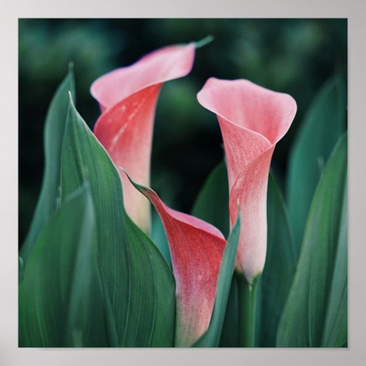 Poster Calla Lilies Fleurs Roses (Devant)