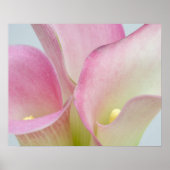 Poster Calla Lilies Rose (Devant)