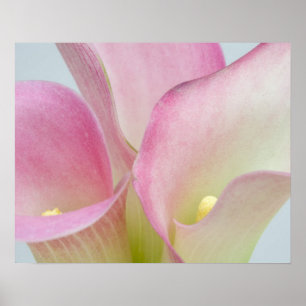 Poster Calla Lilies Rose