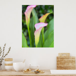 Poster Calla Lillies Rose Photo Décor Maison