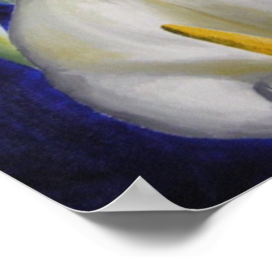 Poster calla lilly (Coin)