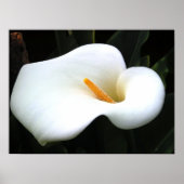 Poster Calla Lilly (Devant)