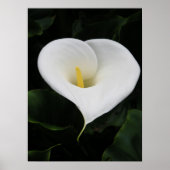 Poster Calla Lilly (Devant)