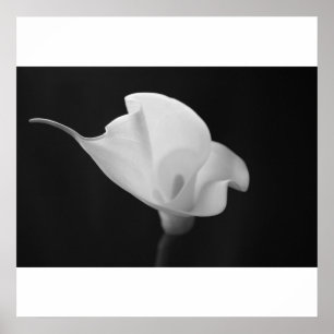Poster Calla Lilly noir et blanc