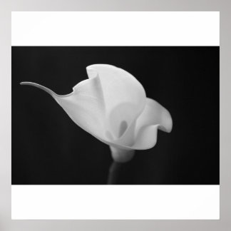 Poster Calla Lilly noir et blanc