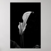 Poster Calla Lily (Devant)