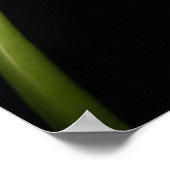 Poster Calla Lily (Coin)