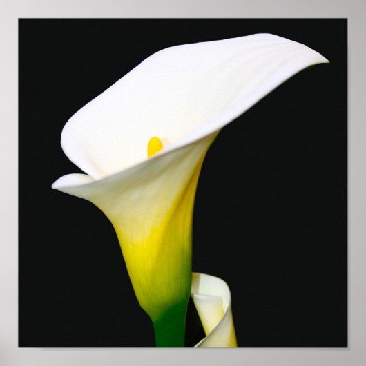 POSTER CALLA LILY (Devant)