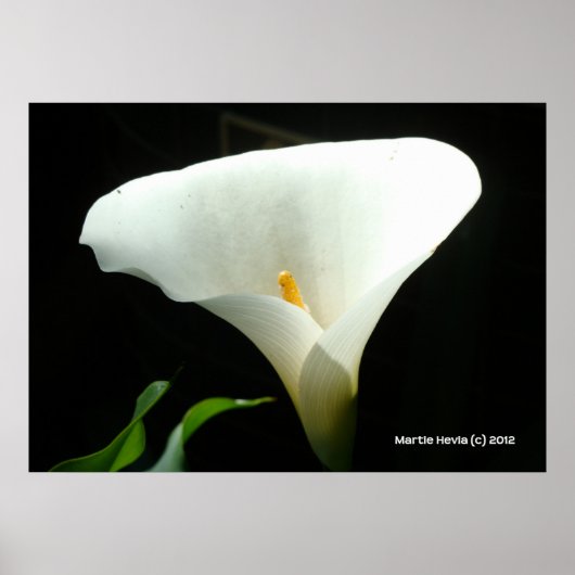 Poster Calla Lily en noir (Devant)