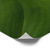Poster Calla Lily, Zantedeschia (Coin)