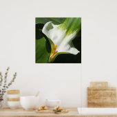 Poster Calla Lily, Zantedeschia (Cuisine)
