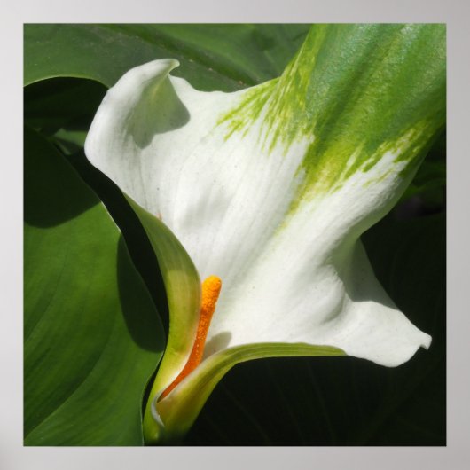 Poster Calla Lily, Zantedeschia (Devant)