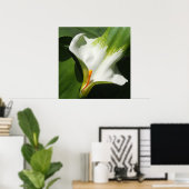 Poster Calla Lily, Zantedeschia (Bureau à domicile)