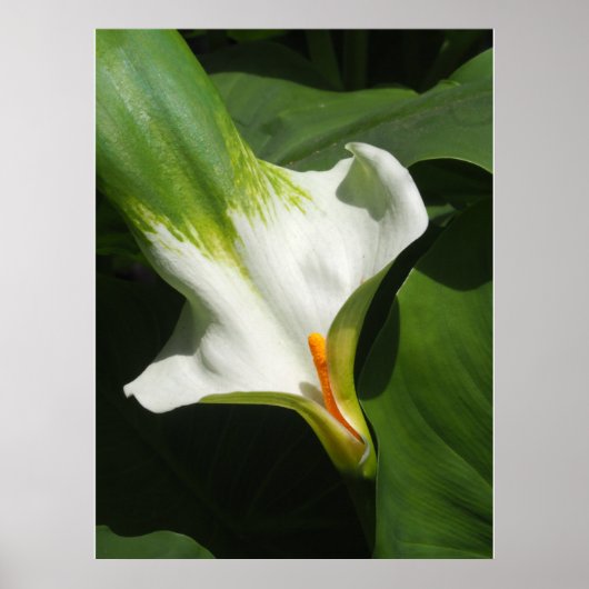Poster Calla Lily, Zantedeschia (Devant)