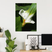 Poster Calla Lily, Zantedeschia (Bureau à domicile)
