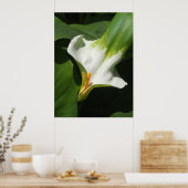 Poster Calla Lily, Zantedeschia (Cuisine)