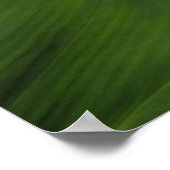 Poster Calla Lily, Zantedeschia (Coin)