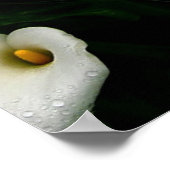 Poster Calla Lilys (Coin)