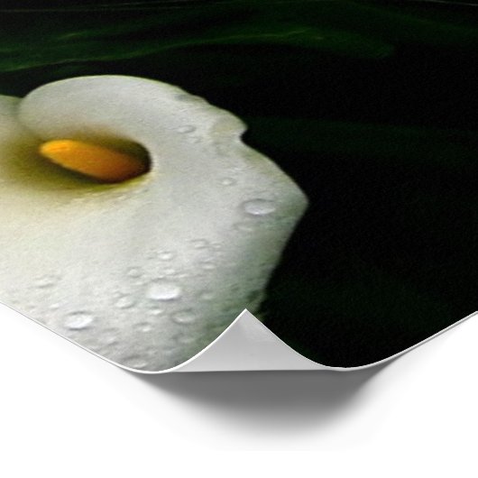 Poster Calla Lilys (Coin)