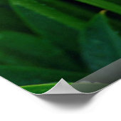 Poster Calla rose (Coin)