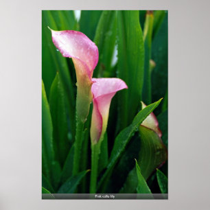 Poster Calla rose