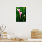 Poster Calla rose (Cuisine)