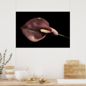 Poster Calla rose (Cuisine)
