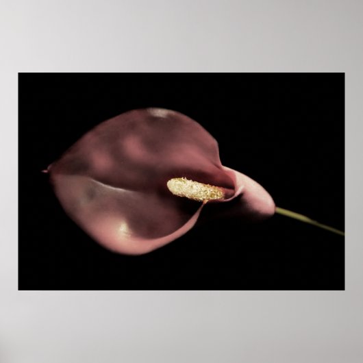 Poster Calla rose (Devant)