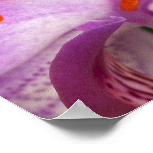 Poster Callidryas agalychnis. (Coin)