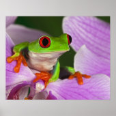 Poster Callidryas agalychnis. (Devant)