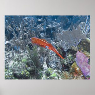 Poster Calmar