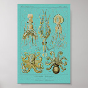 Poster Calmar de Haeckel, Gamochonia