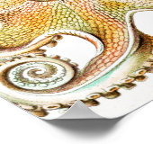 Poster Calmar de poulpe, Gamochonia par Ernst Haeckel (Coin)