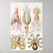 Poster Calmar de poulpe, Gamochonia par Ernst Haeckel (Devant)