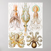 Poster Calmar de poulpe, Gamochonia par Ernst Haeckel (Devant)
