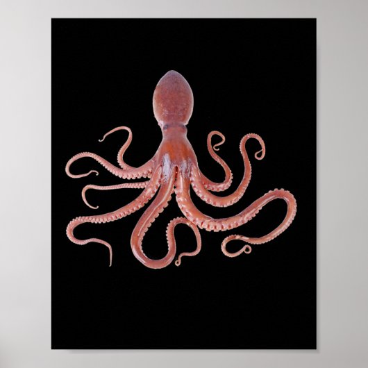 Poster Calmar Géant De L'Océan Pour Les Amoureux des anim (Devant)