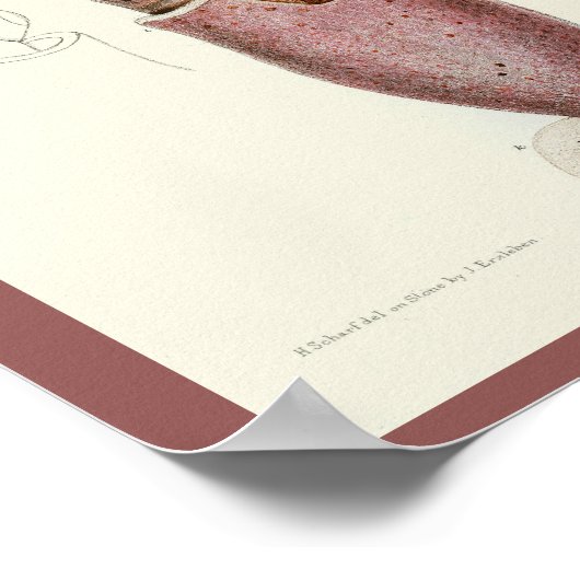 Poster Calmar pourpre Céphalopod Mer Créatures Art Imprim (Coin)