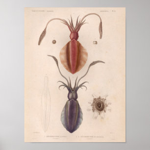 Poster Calmar Rouge violet mer Vintage Créatures Art Impr