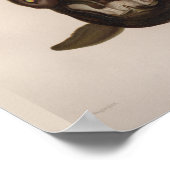 Poster Calmar Vampire - Mer Noire Créature Imprimer (Coin)