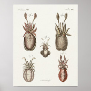 Poster Calmar Vintage Céphalopod Mer Créatures Art Imprim