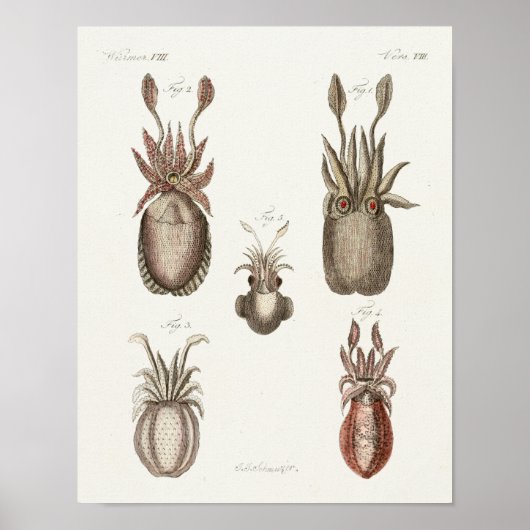 Poster Calmar Vintage Céphalopod Mer Créatures Art Imprim (Devant)