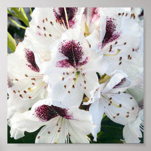 Poster Calsap Rhododendrons