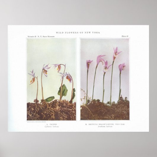 Poster Calypso - Cythea bulbosa (Devant)