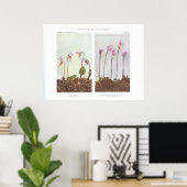 Poster Calypso - Cythea bulbosa (Bureau à domicile)