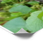 Poster Calypso Orchid (Coin)