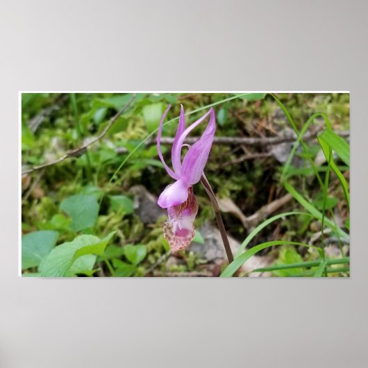 Poster Calypso Orchid (Devant)