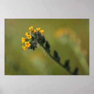 Poster camarade jaune